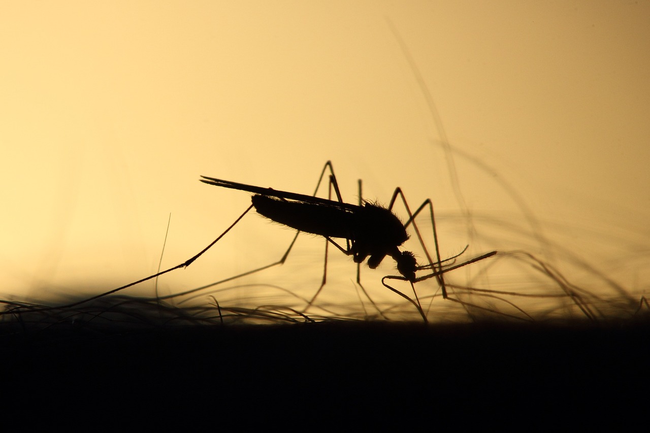 Novi Bečej: Tretmani protiv komaraca iz vazduha i sa zemlje